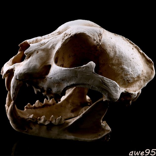 Dog Skull Halloween Decor Resin Skeleton Sculpture Animal Model Prop - Picture 1 of 6