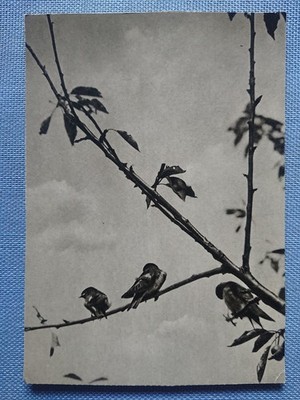 old postcard postcard sparrows recording Grete Eckert Spemann calendar