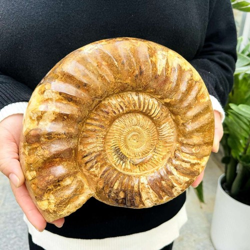 10,91 lb Raro Caracola Natural Especímenes Fósiles Curación de Madagascar - Imagen 12 de 14