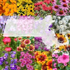 1 Pound Massachusetts Bulk Wildflower Seed Mix Northeast Varieties 2,000 sq-ft