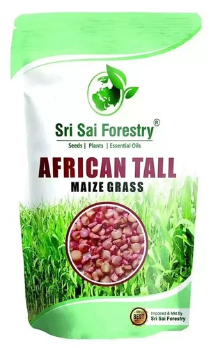 African Tall Maize Fodder Seebs | Growth 7 to 10 Feet | For Cattle 200 gram - Picture 2 of 3