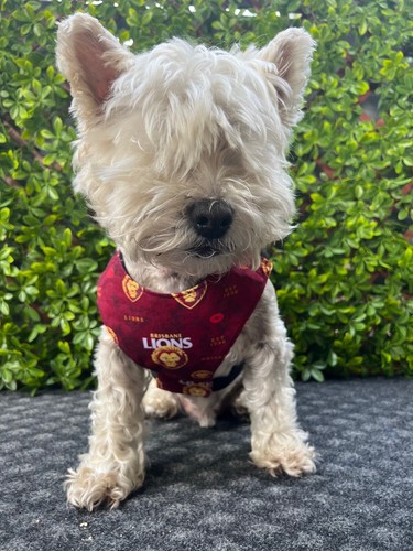 BRISBANE LIONS AFL Football Dog Collar, Lead, Doggy 'dana, Harness FUNKY FIDO - Picture 27 of 43