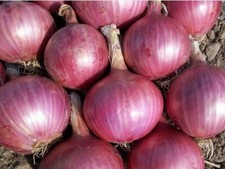 Red Burgundy Onion Seeds 200 Vegetable Garden HEIRLOOM NON-GMO FREE SHIPPING