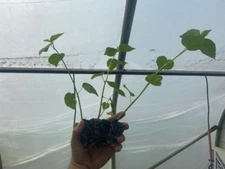 Starter Plant Plug | Hibiscus moschetos | Swamp Rose Mallow | Hardy Hibiscus