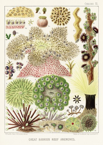 POSTER VINTAGE OCEANO STAMPE - Grande Barriera Corallina - Wall Art Home Decor - Foto 5 di 18