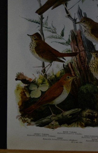 Antiguo arte de aves ornitología aves de Nueva York zorzal de madera 1923 historia - Imagen 7 de 8