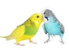 Budgie Hats Budgie Hats