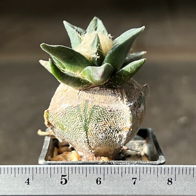 6-1569. Cactus A. hybr (scaph x trig) F2 (Grafted)