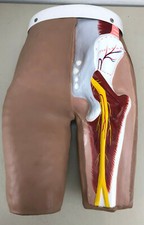 Gaumard Intramuscular and Injection Hip Lower Torso Manikin Trainer S403 IMSIT