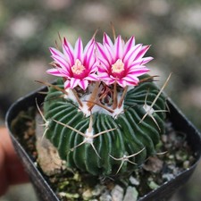 purple Flowering succulent Aizoaceae flowers 3-6cm Cacuts Easy Life Plants 1pcs