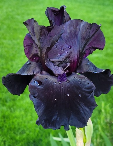 Hohe Iris ANVIL OF DARKNESS Schwertlilie TB Bart-Iris barbata Rhyzom Pflanze - Bild 22 von 24