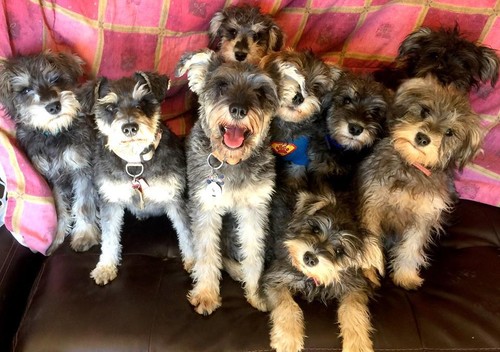 PHOTO POSTER COFFEE CUP BLANKET FRAMED PILLOW USB CD OPTIONS WOLFWOOD STUDIOS  - Picture 1 of 10