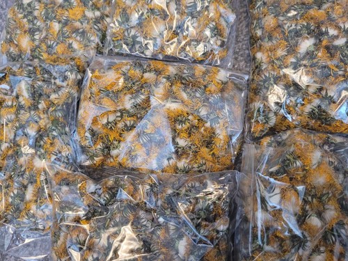 Dried Dandelion Flowers - Pet Food & Treats - Tortoise Rabbit Degu Reptile Bunny - Picture 3 of 4