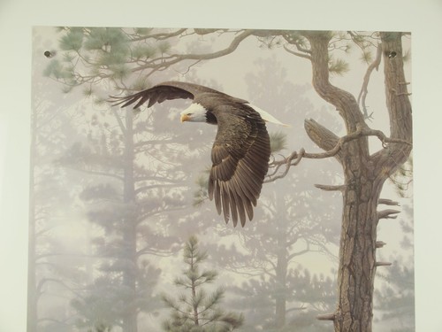 Shrouded Forest (Detail) Daniel Smith Kunstdruck Poster Adler Tierwelt 24x36 - Bild 6 von 12