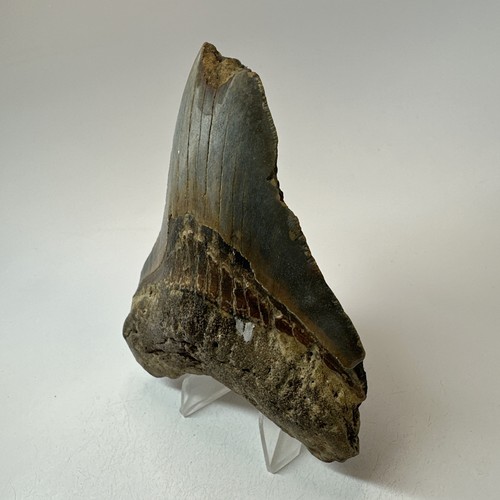 Megalodon Shark Tooth 4.59 Inch - Colorful - Real Fossil - Natural Teeth 19615 - Picture 2 of 8