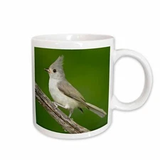3dRose Tufted Titmouse, Baeolophus bicolor, perched, Texas, USA Mug