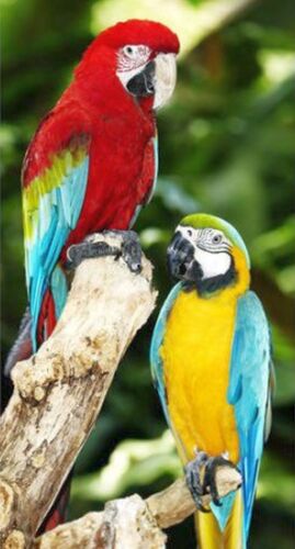 Parrots Beach Towel measures 34 x 64 inches - Picture 2 of 6
