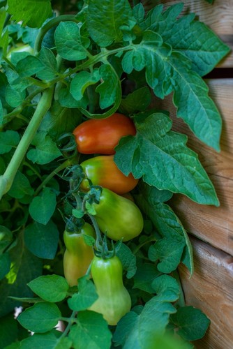 Tomato 'SAN MARZANO' 15+ Seeds HEIRLOOM fruit EASY summer vegetable garden ROMA - Picture 7 of 8