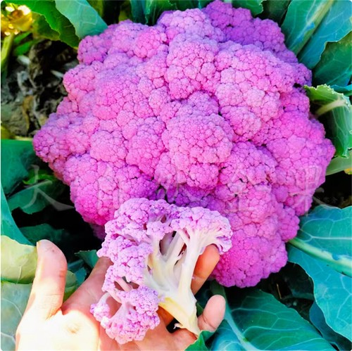 About 100pcs/pack Green Purple Yellow White Multicolor Choose Cauliflower Seeds - Picture 2 of 17