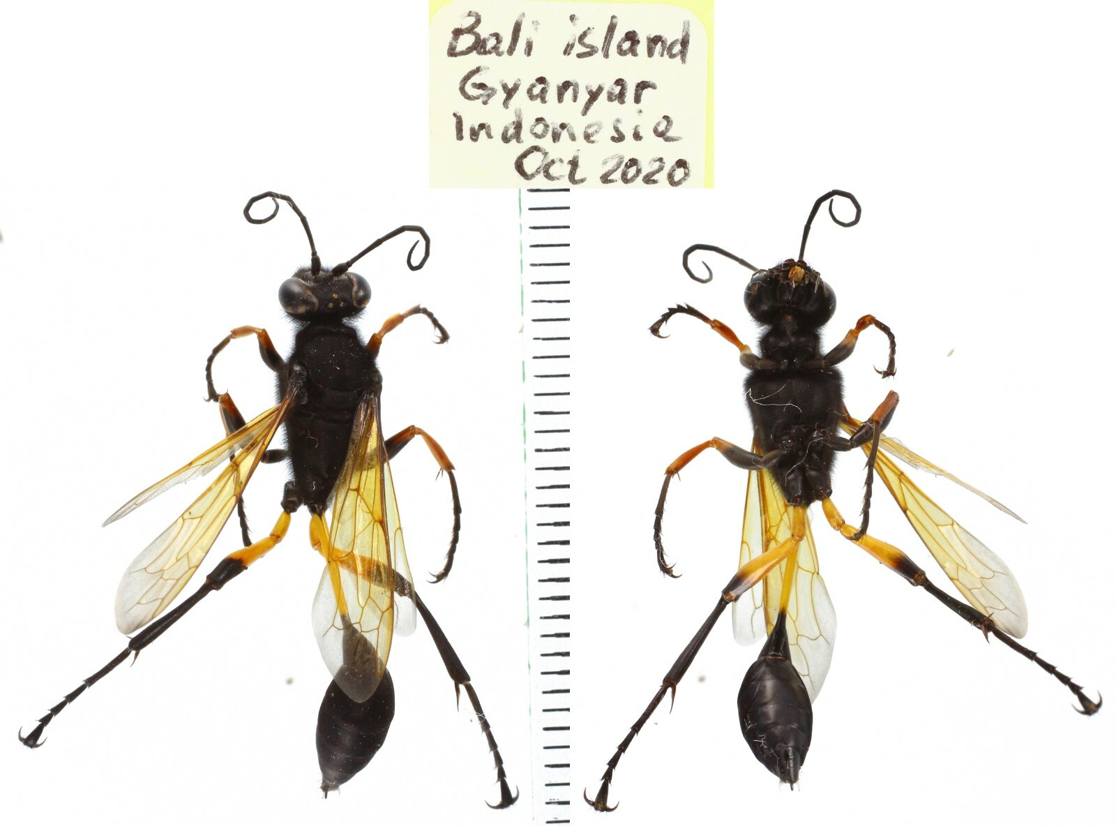 Hymenoptera different species from different island of Indonesia and Papua MIX - Picture 2 of 14