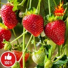 Cream Strawberry White  Home Potted Plants Fruit  Flower Four Seasons