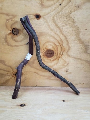 Manzanita forked branch 20.5" long #27 - Picture 3 of 4