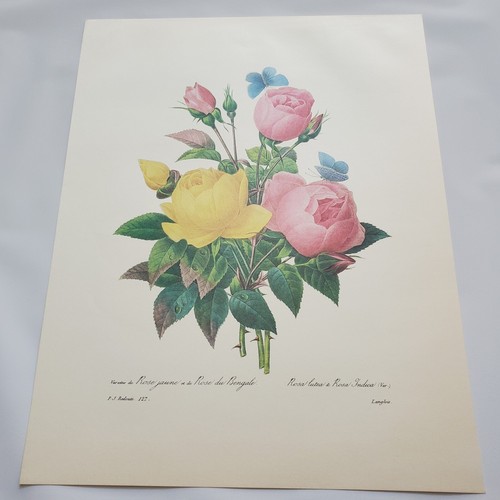 Pierre-Joseph Redoute PJ Print Botanical Flower Yellow Bengal Rose Lady Banks - Picture 2 of 24