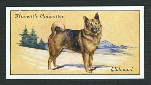 ELKHOUND HIGNETT BROS & CO 1936 DOG SERIES OLD CIGARETTE CARD #11 - Picture 1 of 2
