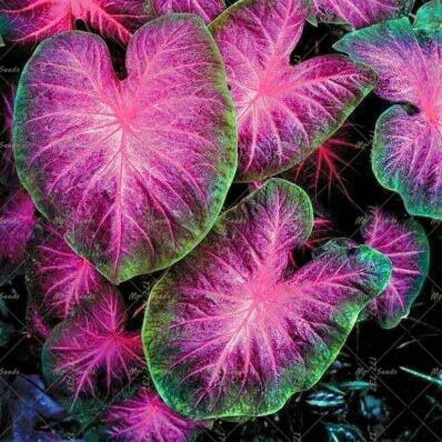 caladium
