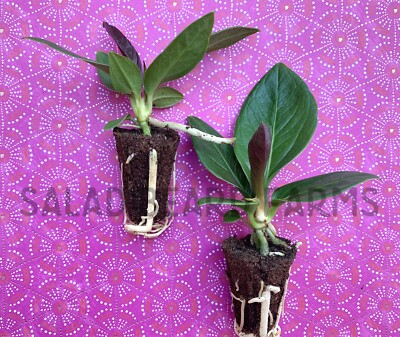 house plant pictures Monstera Deliciosa: Popular Live Plant - (6 Pot)  Easy Plant Care - Low  Maintenance House Plant for Home