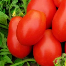 Roma VF Tomato Seeds | NON-GMO Tomato Seeds | Fresh Heirloom Vegetable Seeds