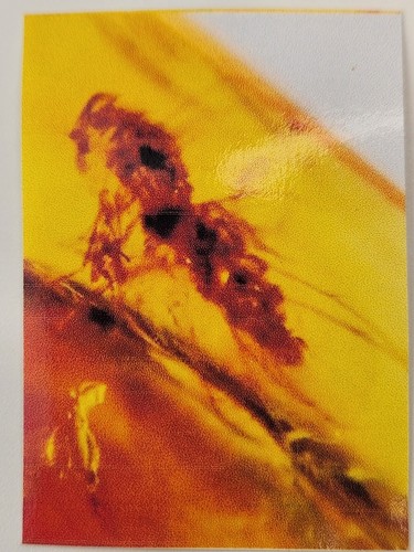 Hemiptera (True Bug) Inclusion Burmese Amber (Burmite) - Cretaceous - Myanmar - Picture 2 of 13