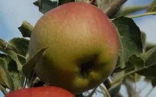 25 Esopus Spitzenburg Apple Seeds for Garden Planting - USA - FREE SHIPPING 