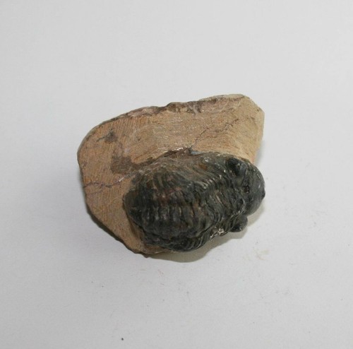 Trilobit Gerastos Fossil Marokko Gliederfüßer Fossilien Trilobite (TT100 - 129) - Bild 45 von 56