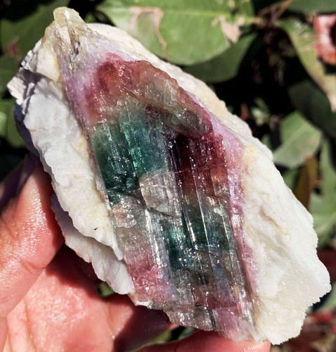 310g Natürliche Ausgezeichnete Wassermelonenfarbe Turmalin Eiskristall Präparat IP1633 - Bild 12 von 16