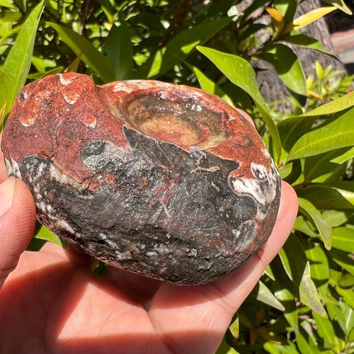 220 Gr Collection 3 Color whole Permian Ammonite Fossil Rough Mollusca Timor - Picture 11 of 17