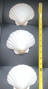 Assorted Scallop Shells White Brown Pink 4-6 Inch Lot Various Sizes