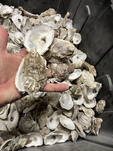 Oyster Shells, ready to decoupage!  3 inches long  (100 Count lot) - Picture 5 of 5