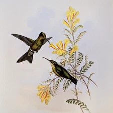John Gould JAMESON'S Hummingbirds Vintage Art Print Bookplate 95