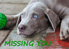 Weimaraner Dog - 3D Lenticular Postcard - Missing You