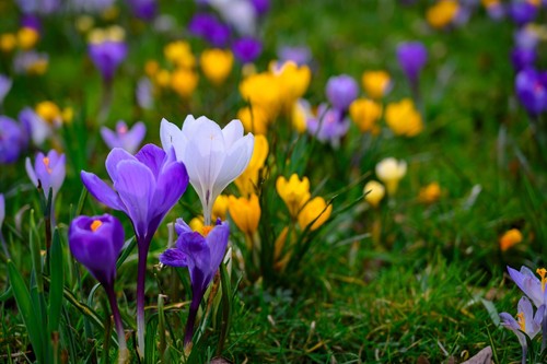 50 x Mixed Crocus Bulbs Large Spring Flowering Easy To Grow Garden Flower Plants - Picture 10 of 13