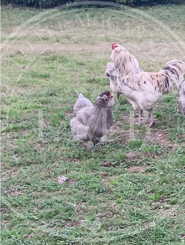 12 hatching eggs - Ameraucana Splash and Blue large fowl** 12 ORGANICALLY GROWN - Picture 7 of 21