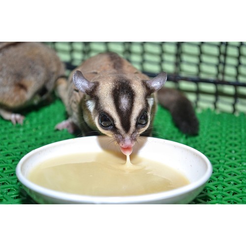 Gliderade Nectar (8 oz.) - Vitamin-Enriched Supplement - For Sugar Gliders - Bild 6 von 10