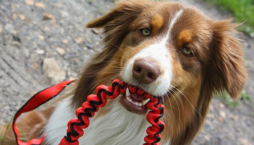 Stoßdämpfende Hundeleine | Starke Leine | Ideal für Läufer & Lauflernfahrer - Bild 1 von 11