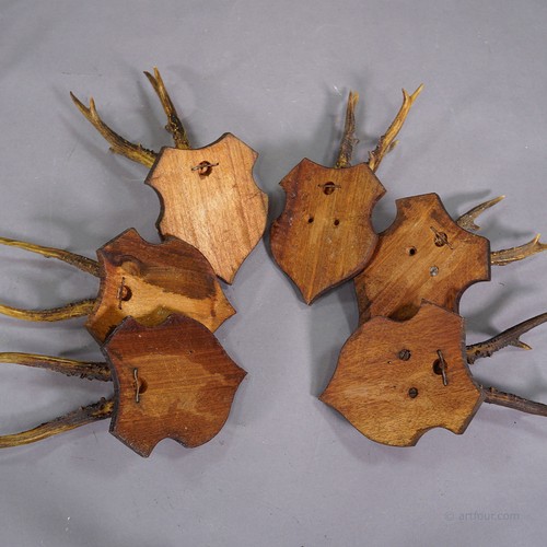 Set of Six Black Forest Roe Deer Trophies on Carved Plaques - Germany ca. 1900s - 第 8/8 張圖片