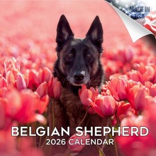 Belgian Shepherd Breed Calendar 2026 FULL SIZE 12x24 Made in USA