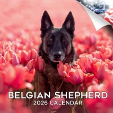 Belgian Shepherd Breed Calendar 2026 FULL SIZE 12x24 Made in USA