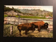 Antique " BUFFALO IN CITY PARK,PARKLAND,OREGON" Postcard Made in USA