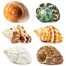 6PCS Large Hermit Crab Shells  Natural Sea Conch Size 2.8" - 3.9" Opening Si...