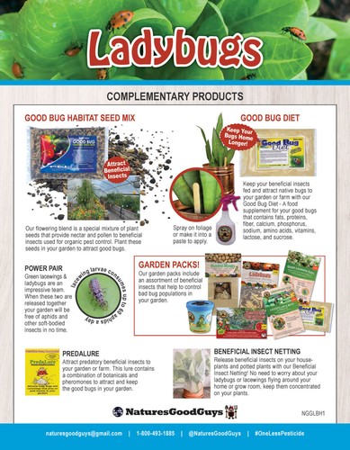 1,500 Live Ladybugs - Guaranteed Live Delivery! - Picture 4 of 5